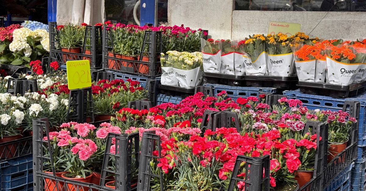 Cajas de plástico apiladas con diversas flores coloridas, como claveles y calandivas, expuestas en una floristería