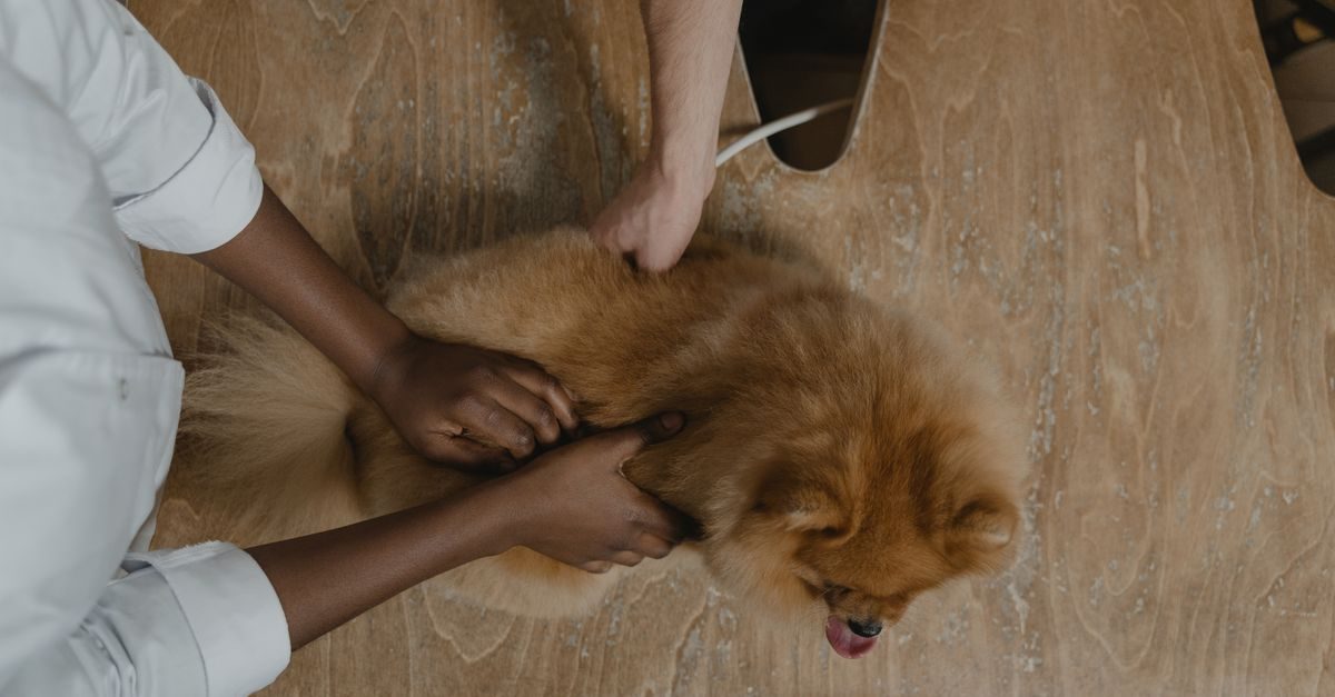 Un vétérinaire en blouse blanche examine un chien de type spitz sur une table en bois dans un cabinet médical