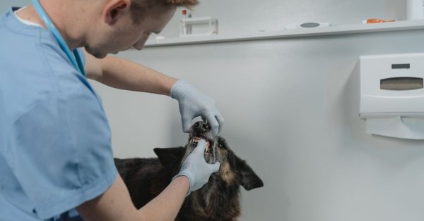 Veterinario con uniforme azul y guantes examina la boca de un perro en una clínica con ambiente profesional y clínico