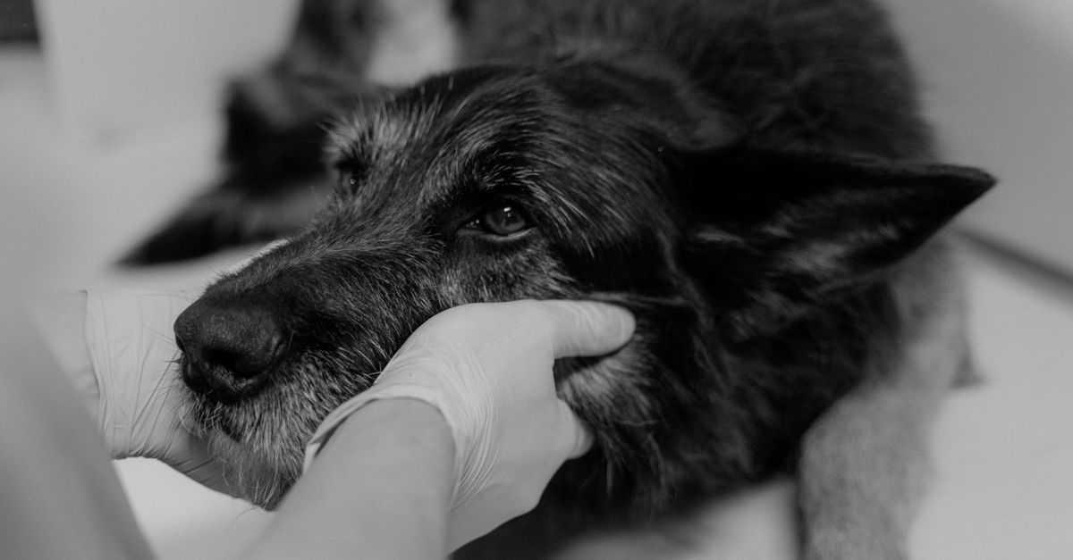 Un vétérinaire portant des gants examine la tête d'un chien âgé dans une clinique, vue en noir et blanc