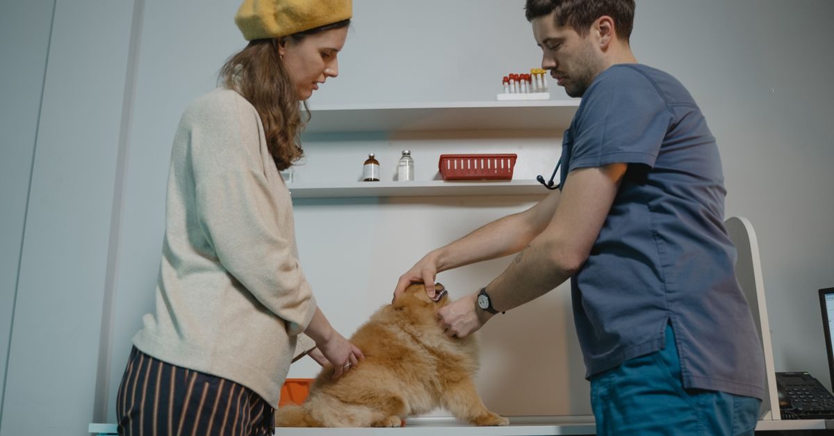 Un veterinario visita un cane di piccola taglia in ambulatorio sotto lo sguardo attento della proprietaria