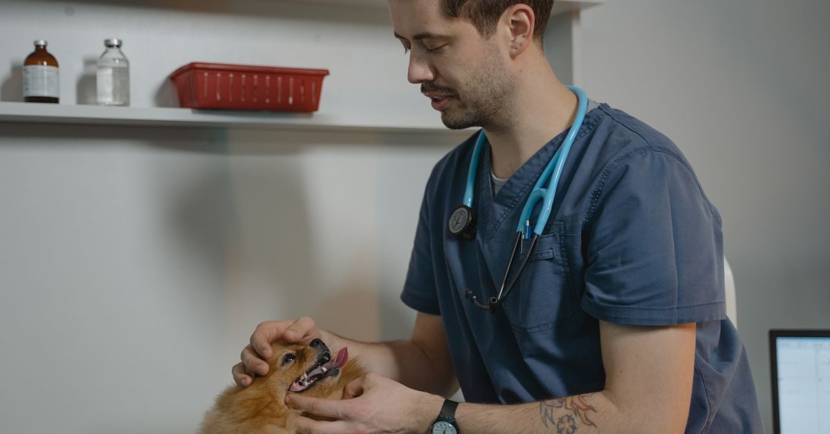 A male veterinarian in blue scrubs gently examines the mouth of a small Pomeranian dog in a clinic setting