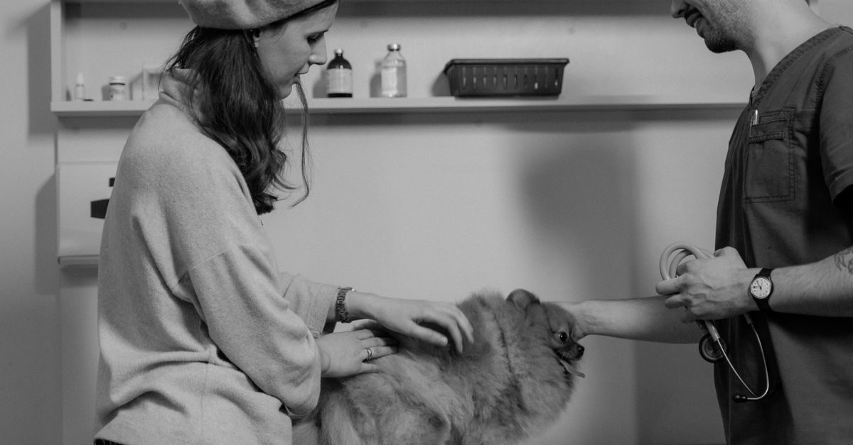 Eine Tierärztin und ein Tierarzt untersuchen gemeinsam einen kleinen, flauschigen Hund in einer Praxis