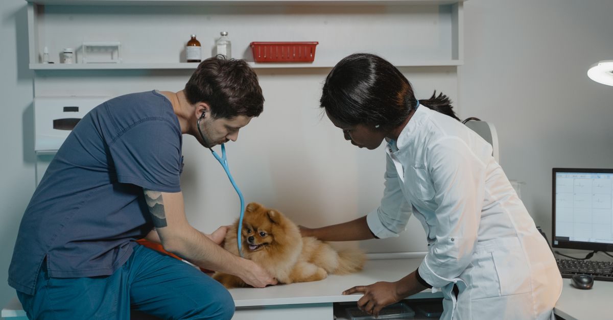 Dierenarts en assistent onderzoeken een kleine hond met een stethoscoop in een professionele kliniek