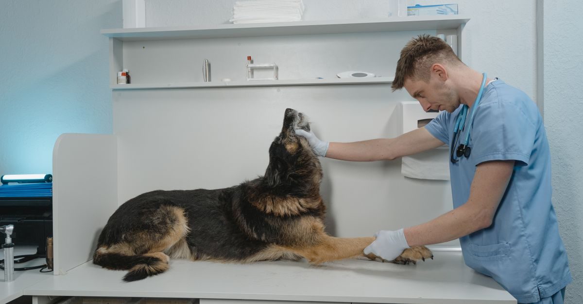 Ein Tierarzt in blauer Arbeitskleidung untersucht in einer Praxis einen liegenden Schäferhund