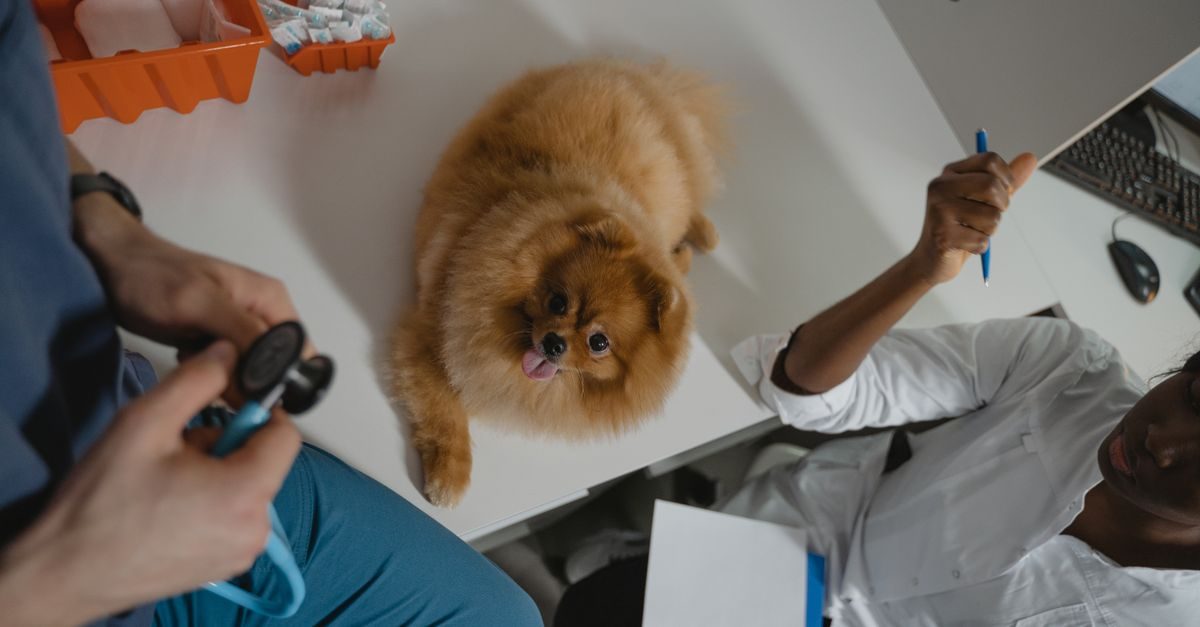 Dos veterinarios examinan a un perro pomerania sobre una mesa blanca en una clínica con un ambiente profesional y tranquilo