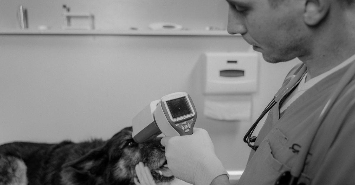 Veterinär undersöker hundens ögon med ett diagnostiskt instrument i ett kliniskt undersökningsrum