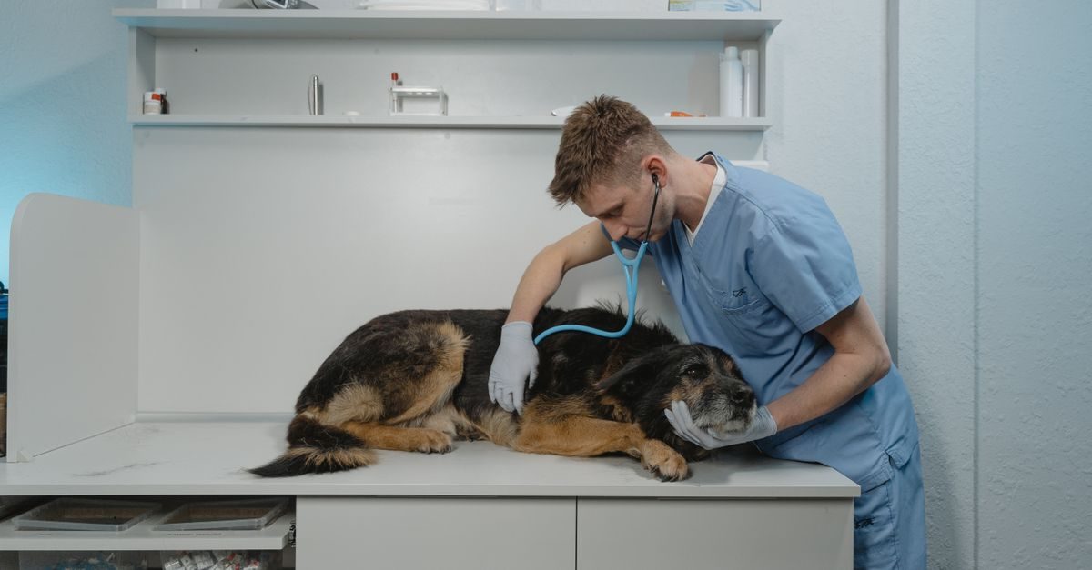 Un vétérinaire en tenue bleue ausculte un chien couché sur une table d'examen dans un cabinet médical calme