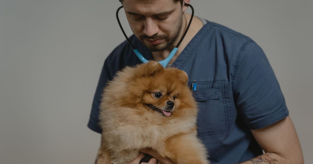 Un vétérinaire en tenue bleue examine attentivement un petit chien spitz nain avec un stéthoscope sur fond neutre