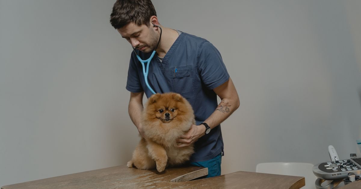 Ein Tierarzt in blauer Arbeitskleidung untersucht einen kleinen, flauschigen Zwergspitz mit einem Stethoskop in der Praxis