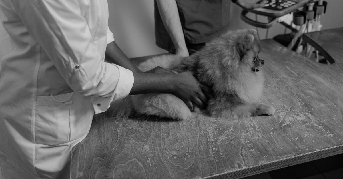 Veterinario visita un cane di piccola taglia su un tavolo da studio medico in un'atmosfera professionale e attenta