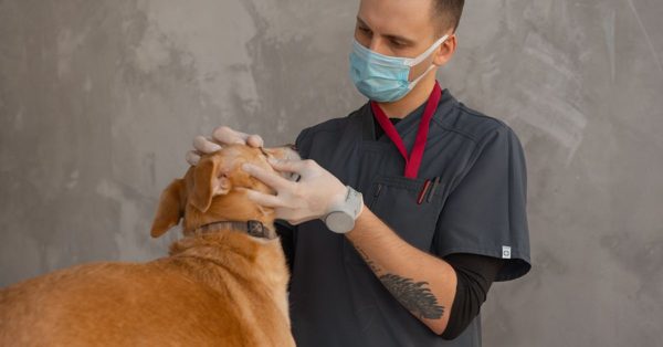 Dierenarts met mondkapje en handschoenen onderzoekt de ogen van een hond in een kliniek