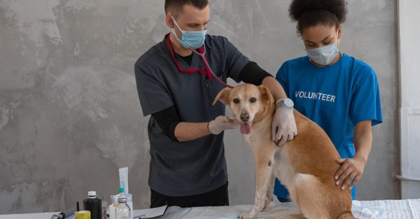 Veterinär och volontär undersöker en hund på ett undersökningsbord i en klinisk miljö