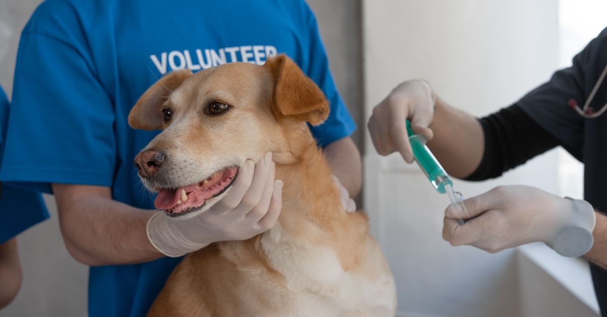 Un volontario tiene fermo un cane mentre un veterinario prepara una siringa per una visita medica in ambulatorio