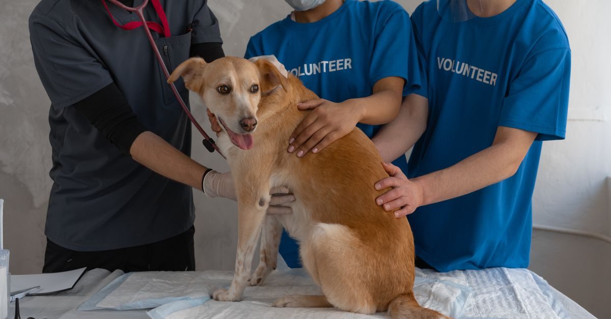 Eine Tierärztin und zwei Freiwillige untersuchen einen hellbraunen Hund in einer Praxis