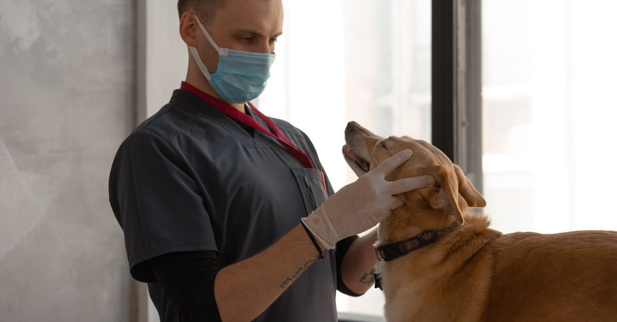 Dierenarts met mondkapje en handschoenen onderzoekt rustig een bruine hond in een kliniek