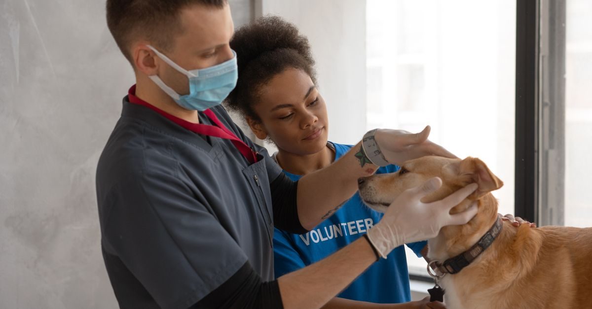 Un veterinario con mascarilla y una voluntaria examinan con cuidado a un perro en una clínica veterinaria