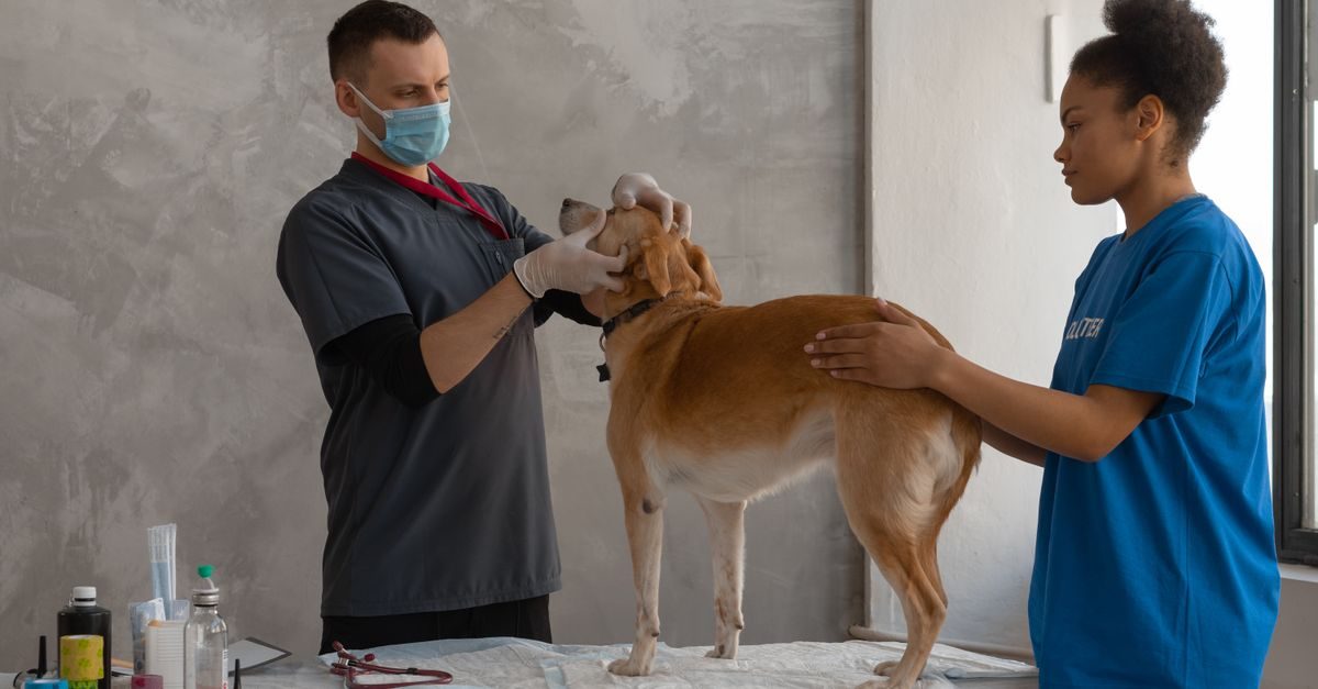 A masked veterinarian and an assistant calmly examine a brown dog standing on a medical table in a clinic